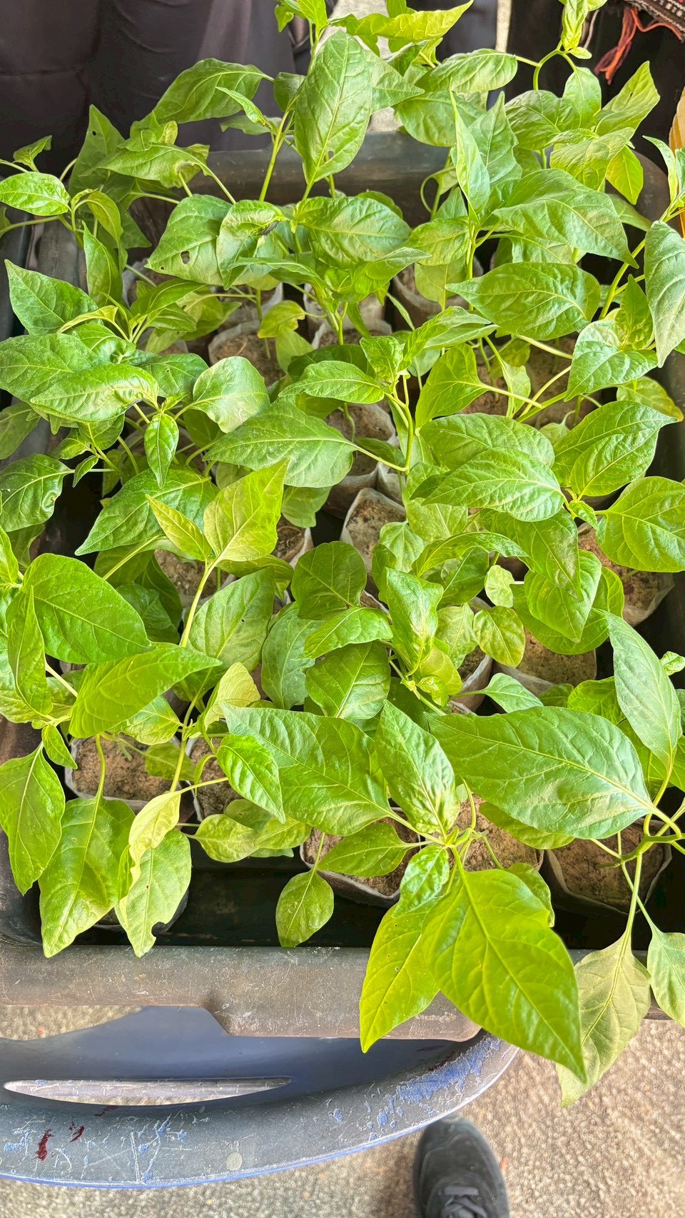 title - โครงการจังหวัดตราดรวมใจ บริการเคลื่อนที่ รับฟังทุกข์สุขประชาชน ร่วม กับหน่วยแพทย์เคลื่อนที่ พอ.สว. ประจำปีงบประมาณ พ.ศ. 2569